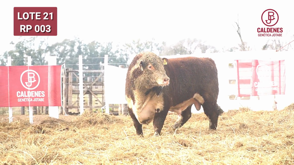 Lote Toro PR
