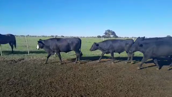 Lote 76 Novillitos Brangus en Helvecia, Santa Fe