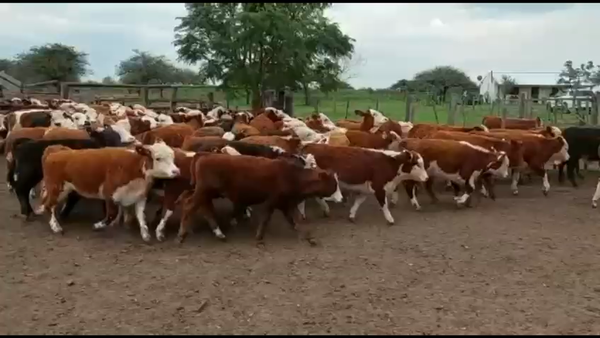 Lote 115 Terneros/as en Curuzú-Cuatiá, Corrientes