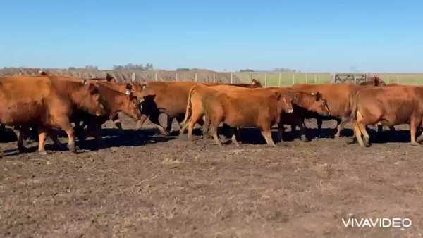 Lote 37 Vacas usadas preñadas