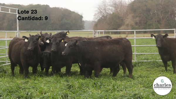 Lote Vaquillonas Negras M.A.S Paricion Primavera