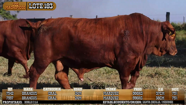 Lote LOTE 183 - VIVO