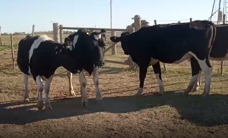 Lote 6 Vaquillonas para entorar en Esperanza, Santa Fe
