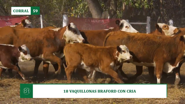 Lote 18 VAQUILLONAS BRAFORD CON CRIA