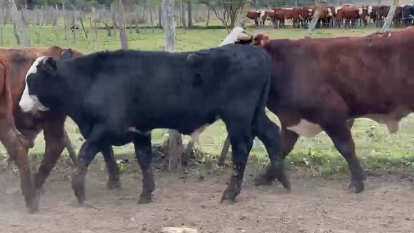 Lote 40 Novillitos en Corrientes, Perugorría