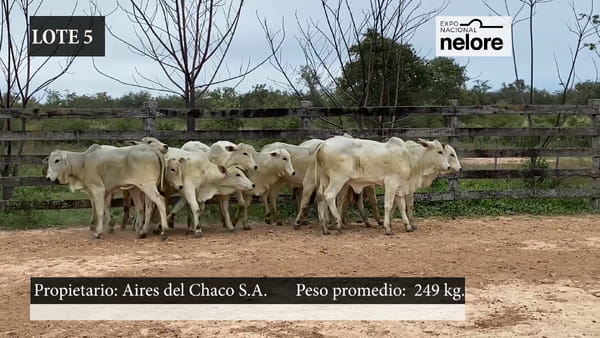 Lote Expo Nacional Terneras - Lote 05