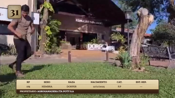 Lote LOTE 31