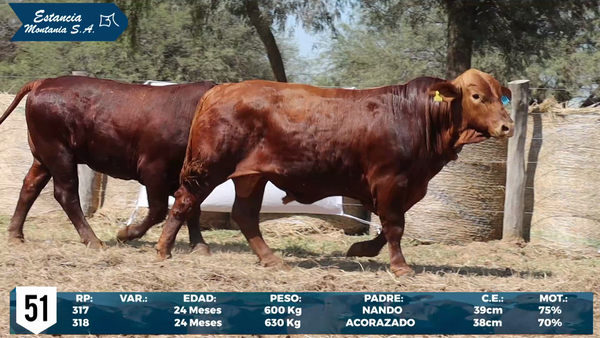 Lote LOTE 51