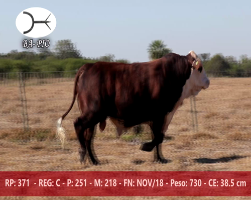 Lote BAPIO 371