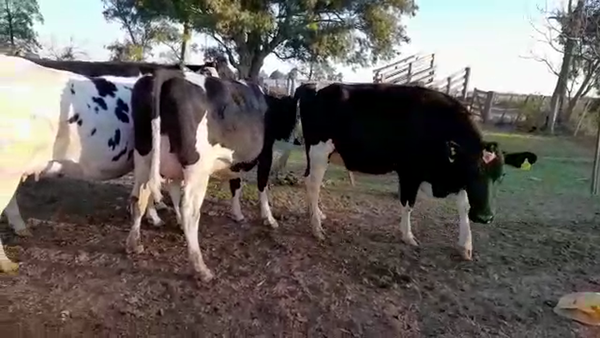 Lote 4 Vaquillonas adelantadas en Morteros, Córdoba