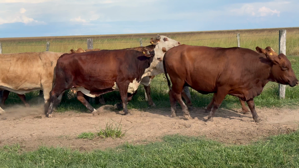 Lote 32 Vacas p/ invernar en Corrientes, Paso de Los Libres