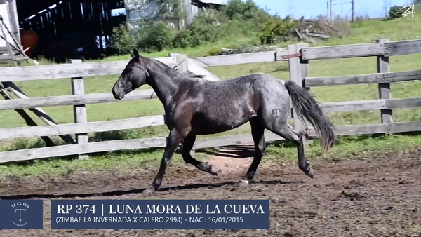 Lote Yegua de andar