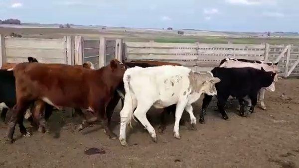 Lote NOVILLOS 1 A 2 AÑOS