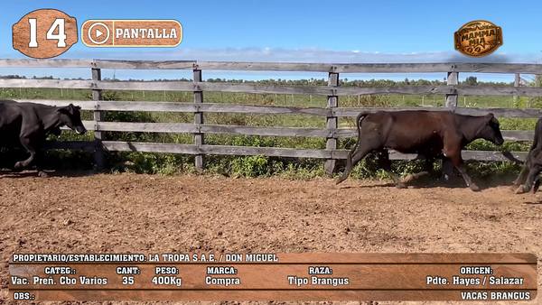 Lote LOTE 14 - POR PANTALLA