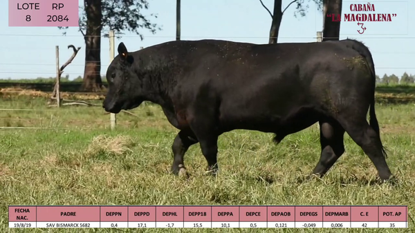 Lote ABERDEEN ANGUS PURO CONTROLADO SA