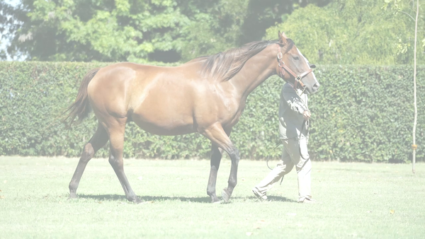 Lote TAMBOREA (WAR COMMAND -  TARABELA) Preñez de VILLAGE KING