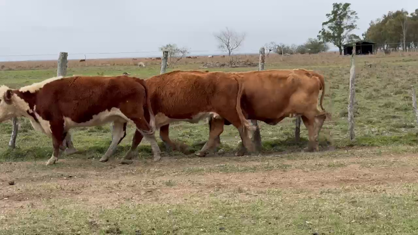 Lote 50 Vacas usadas preñadas en Corrientes, Paso de Los Libres