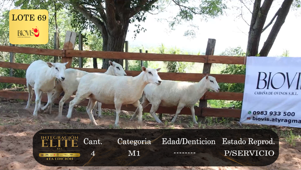 Lote LOTE 69