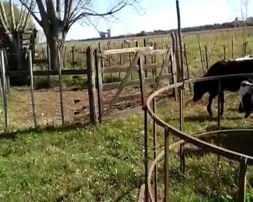 Lote 15 Terneros/as de 185Kg en Lujan, Buenos Aires