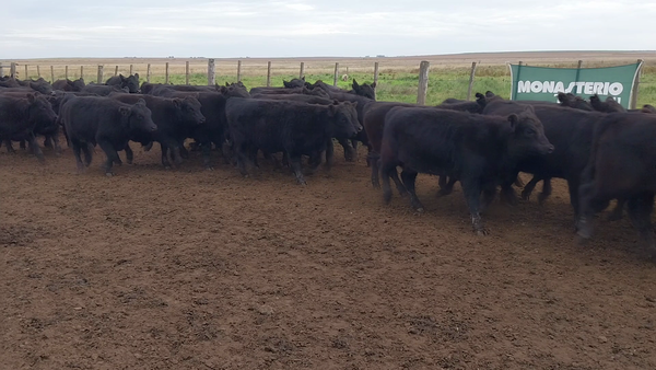 Lote 70 Novillitos y Vaquillonas en Huanguelen