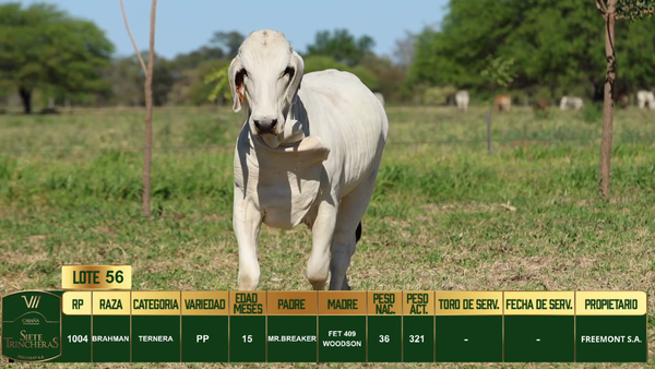 Lote LOTE 56
