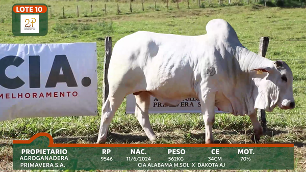 Lote 2P PRIMAVERA