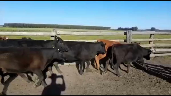 Lote 50 Vaquillonas en Concordia, Entre Ríos