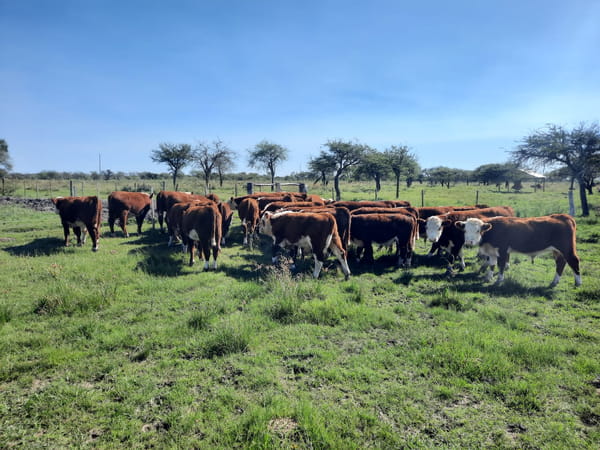 Lote SAENZ VALIENTE, BULLRICH Y Cia. S.A.