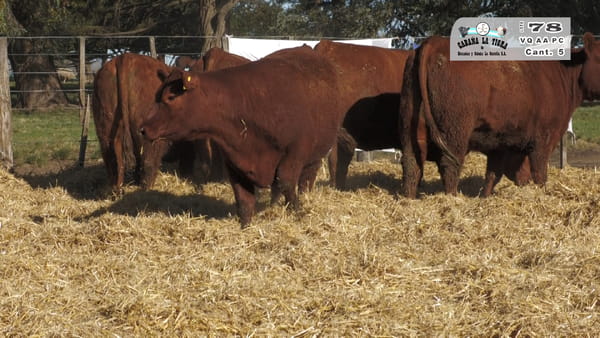 Lote VAQUILLONAS PC PARICION OTOÑO