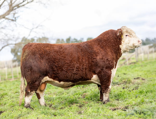 Lote Toros PP