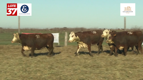 Lote Vaquillas Braford Generales Señal ´20-Preñadas IATF (22-12-2022) y Servicio Colectivo (01/01/23 al 05/02/23)