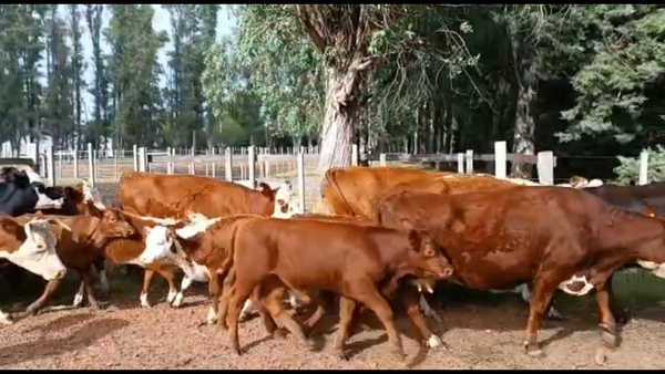 Lote 58 Piezas de cría en Río Negro