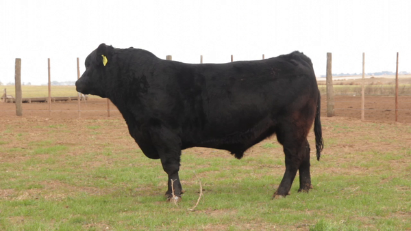 Lote TOROS PUROS DE PEDIGREE