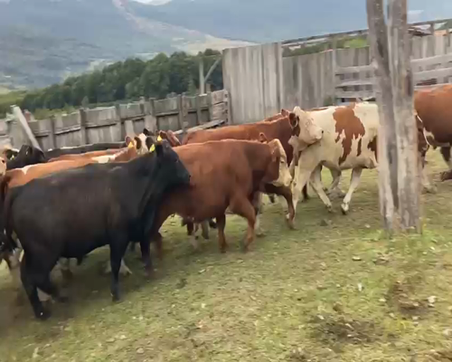Lote 44 Novillo Engorda en Río Ibáñez, XI Región Aysén