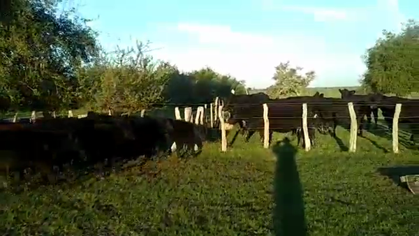 Lote 54 Terneros/as en Villaguay, Entre Ríos