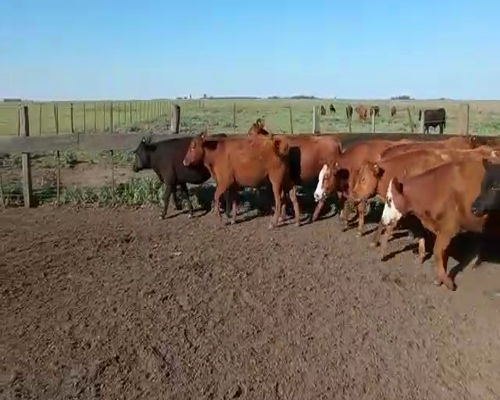 Lote 38 Terneros/as en Pehuajó, Buenos Aires