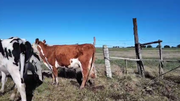 Lote Vacas de Invernada Hereford en Pavon