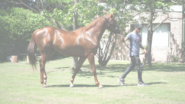Lote SALVAJE Y FELIZ (HI HAPPY - WILD CANDY)