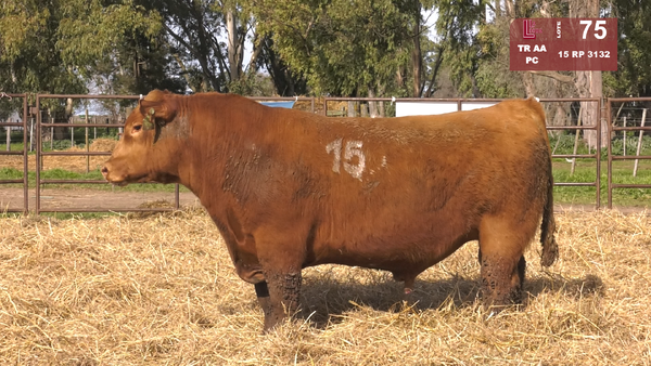 15 3132 — TOROS ANGUS COLORADOS  PC