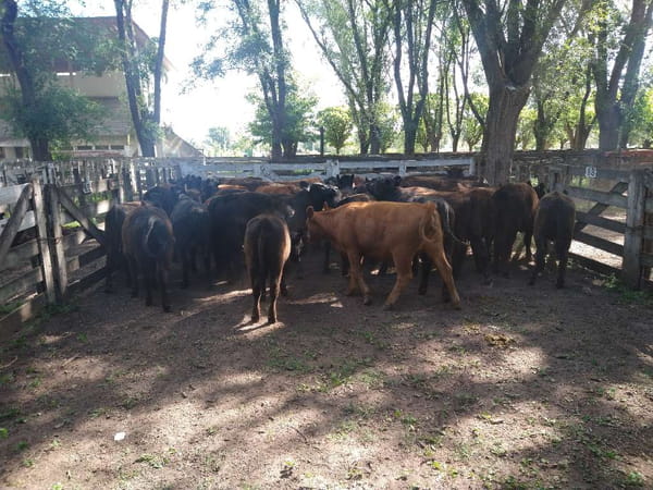 Lote 37 Vaquillonas en Gral. Lamadrid, Buenos Aires