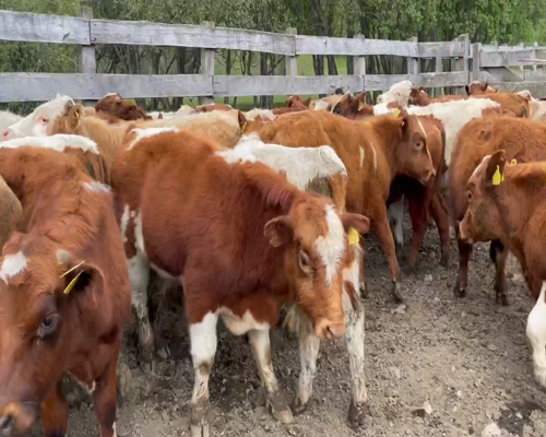 Lote 50 Novillo Engorda en Coyhaique, XI Región Aysén