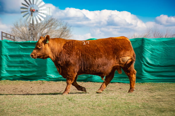 Lote Toros