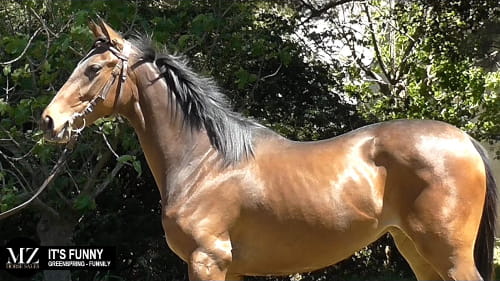 Lote IT’S FUNNY (GREENSPRING - FUNNILY)