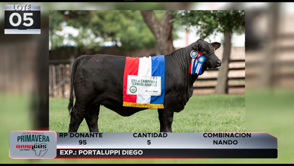 Lote LOTE 5
