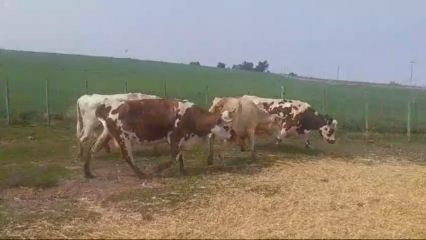 Lote (Vendido)4 Vacas de Invernada 470kg -  en EL CHILENO