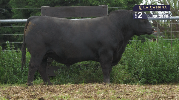Lote TORO ABERDEEN ANGUS PURO PEDIGREE