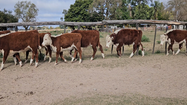 Lote 70 Terneros/as
