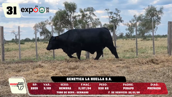 Lote LOTE 31