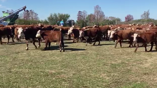 Lote 220 Terneros en Gualeguaychú, Entre Ríos