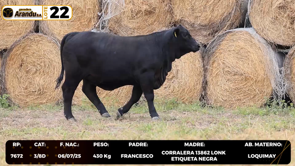 Lote LOTE 22